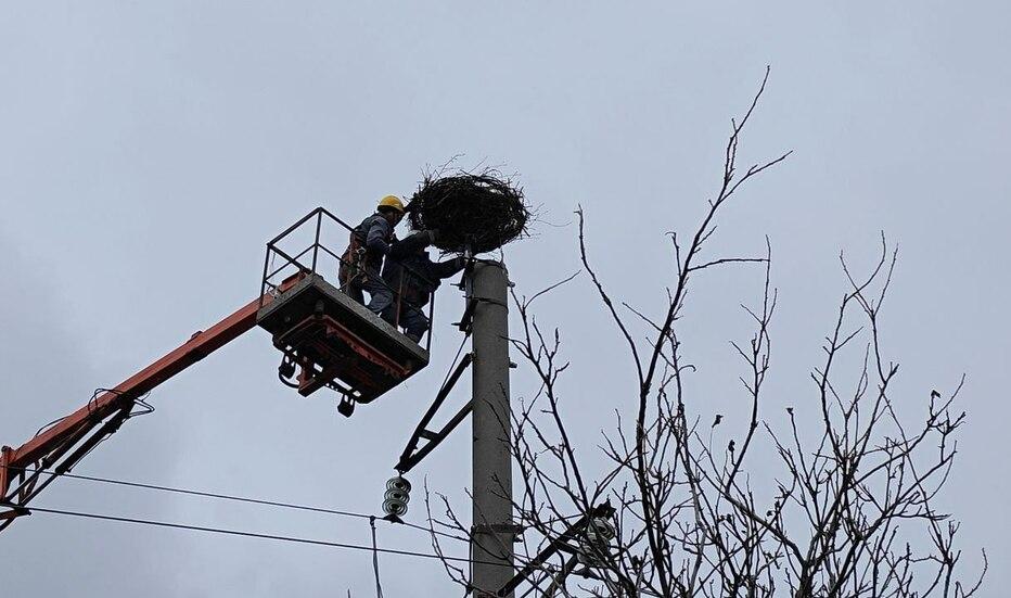 vpalo-z-elektroopori-na-dnipropetrovshchini-energetiki-dtek-oblashtuvali-bezpechne-gnizdo-dlya-lelek-shcho-vtratili-domivku-5