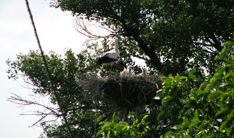 90-gnizd-iz-zahisnimi-platformami-zaseleni-lelekami-rezultati-shchorichnogo-monitoringu-dtek-dniprovski-elektromerezhi-3